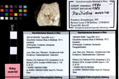 Foto (Objket + Etiketten) von Discutiolira moesica (Muţiu & Bădăluţă, 1971) 